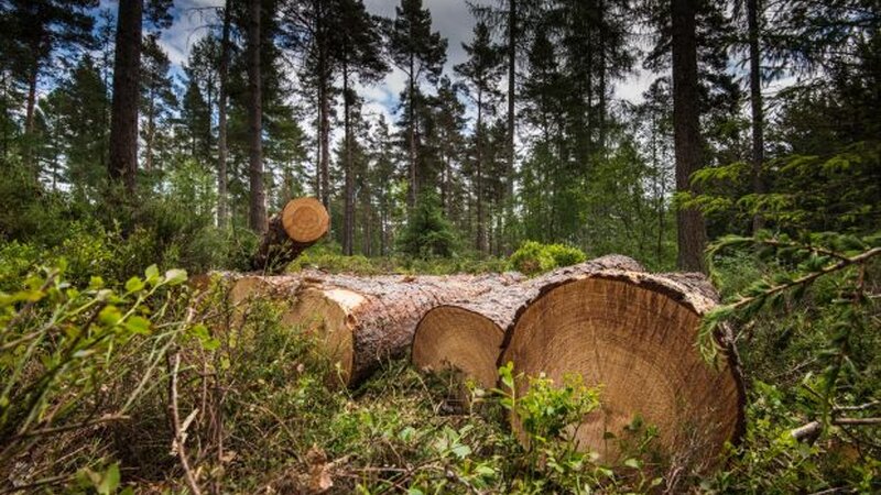 Illegale Rodungen in vier Bezirken aufgedeckt