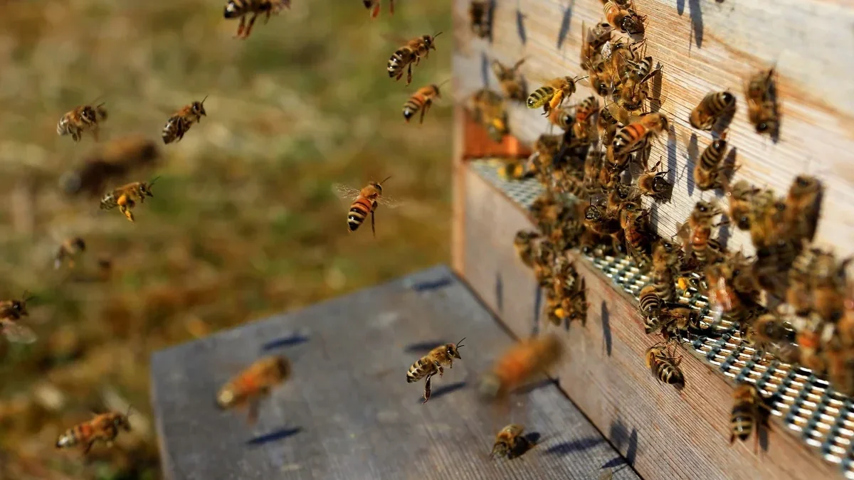 Über 90 Kilogramm Drogen in Bienenstöcken in der Türkei entdeckt